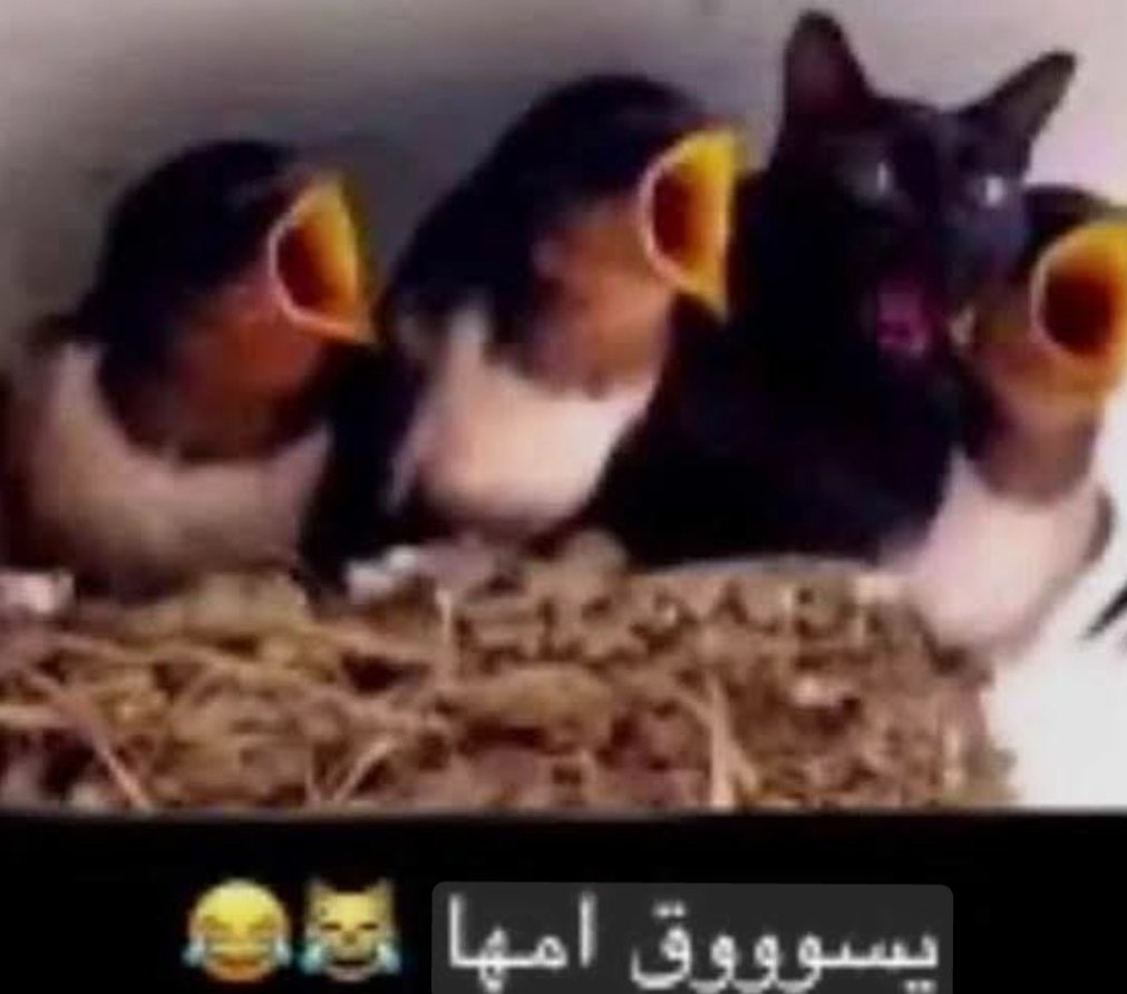 C0deVeronica's tweet image. بلودبورن ايش طيب