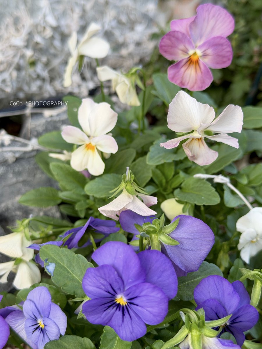 39coco39coco's tweet image. おはよう！！
静かな日曜日☁️

#ビオラ が冬の光を受けて
やさしく揺れてる

花言葉「誠実」「思いやり」
──淡い花びらが重なり合って、
静かな朝を彩る

忙しい日々の中でも、
静かな時を忘れたくないね。

春に綺麗にグラデーションなるかな🤭

今日も良い一日でありますように🌈

#ガーデニング