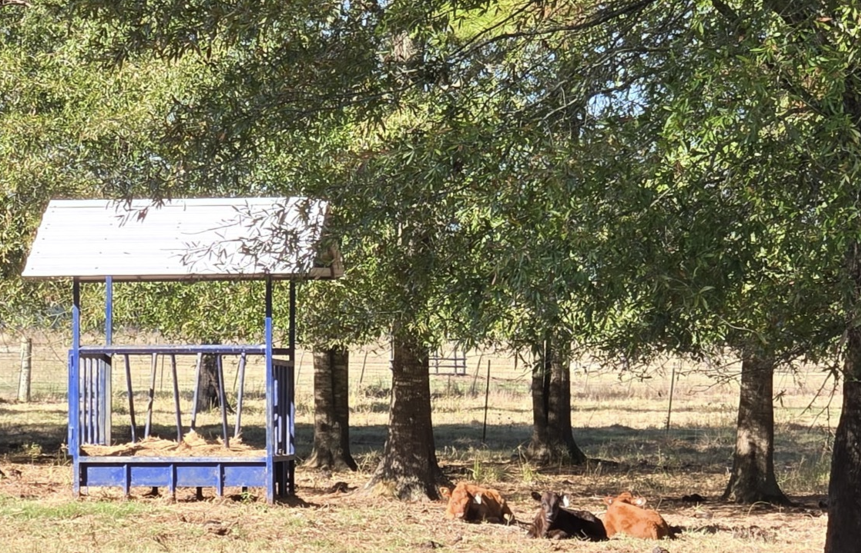 Content - looking over at this small pile of small calves.  One heifer, one steer, and one bull calf.