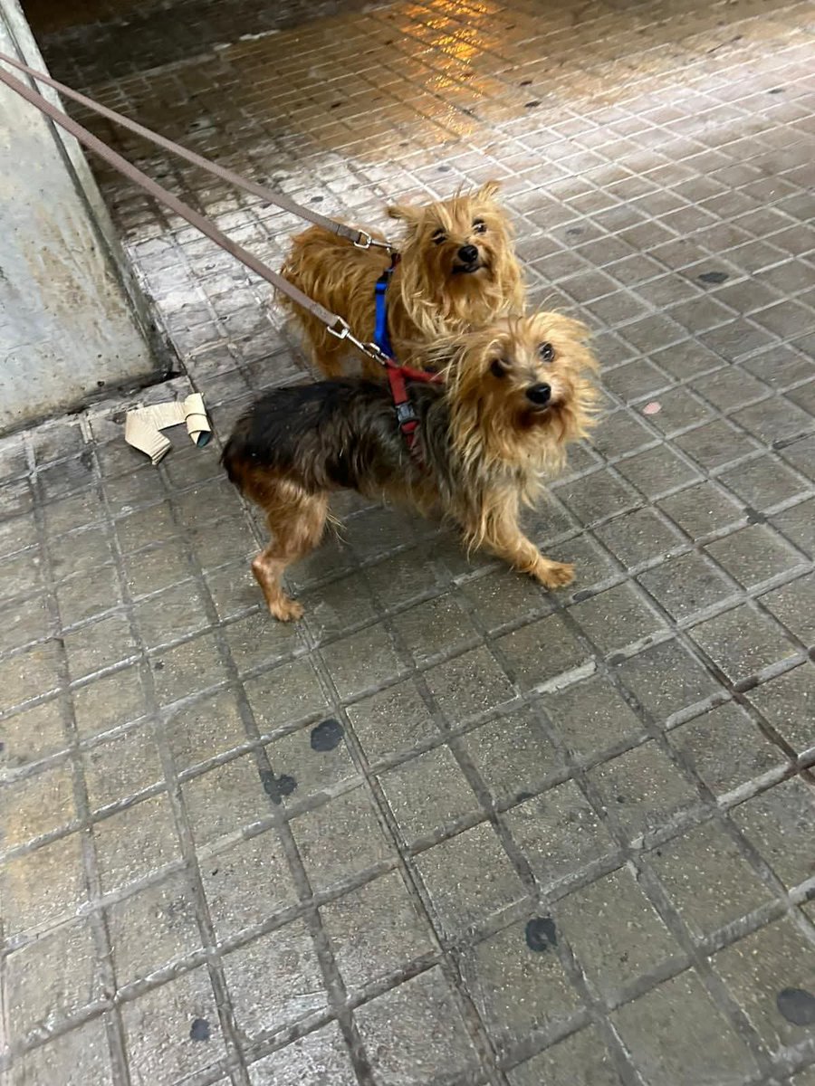 🆘🆘¡¡ATENCIÓN!!🆘🆘
Acaban de recoger a éstos 2 Yorkis en #SantAdriadeBesós/ #Barcelona
No llevan collar ni identificación. Mañana se mirara si tienen chip.
Si los conoces, contacta con la publicación adjunta.
Máxima difusión
📣📣📣#XarxaBarcelonaPerduts 
facebook.com/share/p/193ntC…