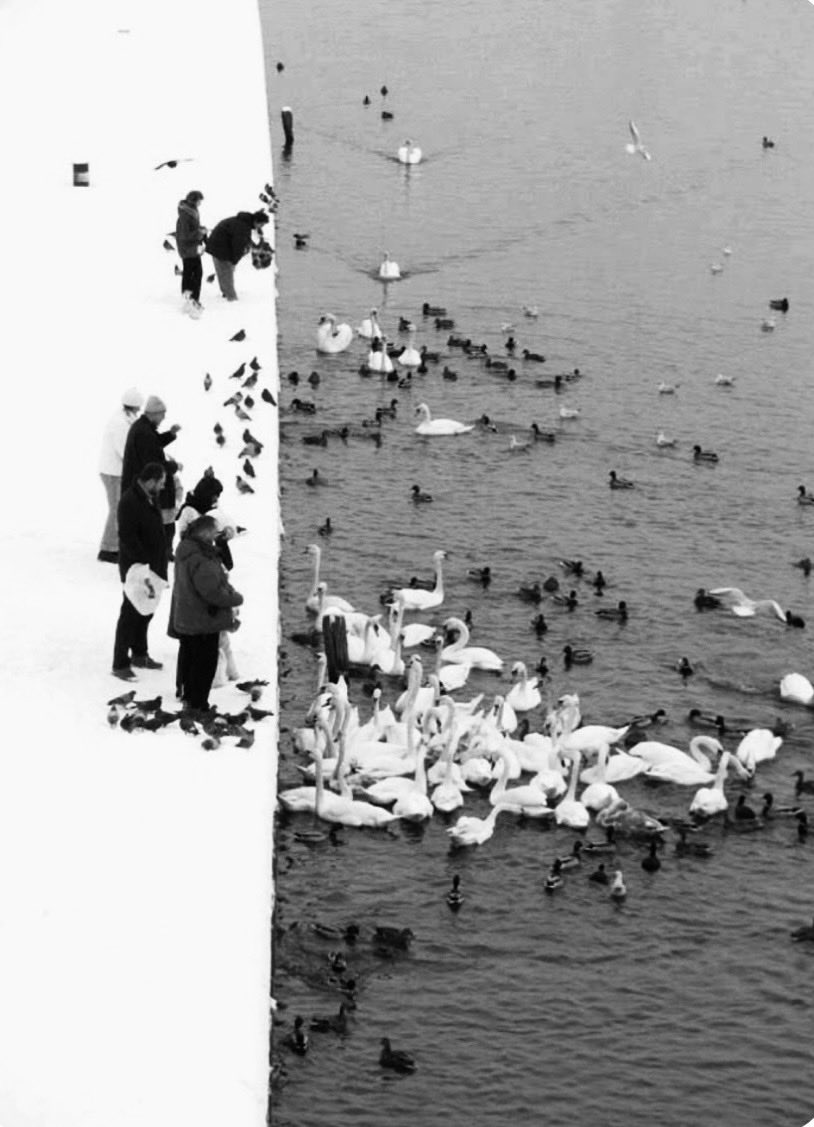 moon999333's tweet photo. Feeding Swans in the Snow https://t.co/vHXA4VTei7