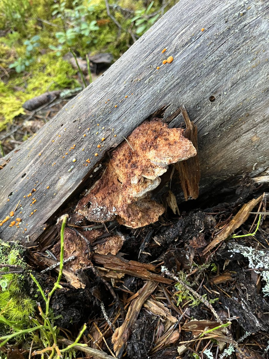 Lappticka
Amylocystis lapponica
Rödlistad VU