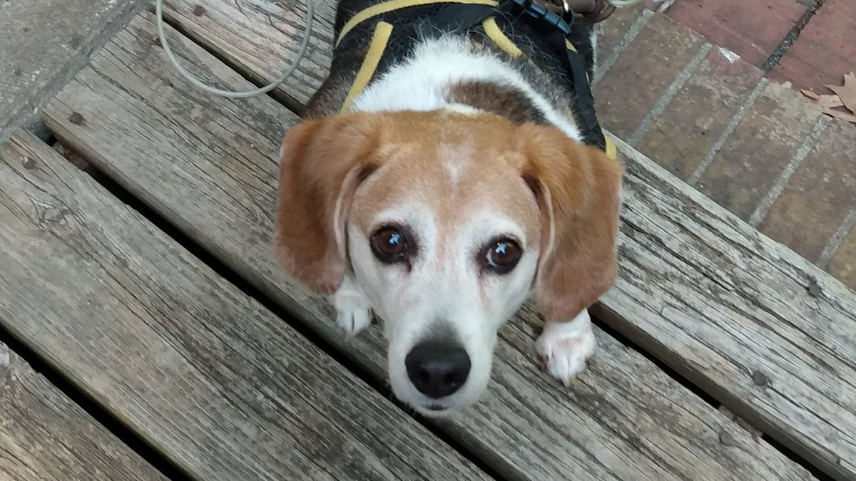 EDITORatWORK's tweet image. #beagles QUESTIONS ABOUT DIXIE #beagle #pooch
tg-dog-blog.blogspot.com/2016/11/beagle…