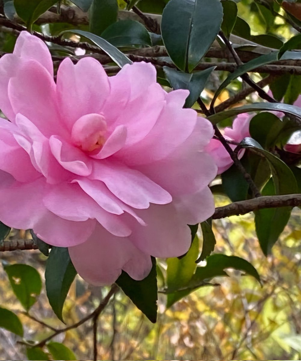 ɢ०ᵒᒄ ʍᵒʳᐢⁱᐢᵍ☺︎♡☀

おはよヾ(o′▽`o)ﾉ))です☕️
すんごいいい天気ですね☀️.°

日曜日最近珍しいかも...🤔
めっちゃ朝が寒いけど*🥶💨*
晴れたから良し✌️
楽しんでくださいませ☘️| ᐕ)