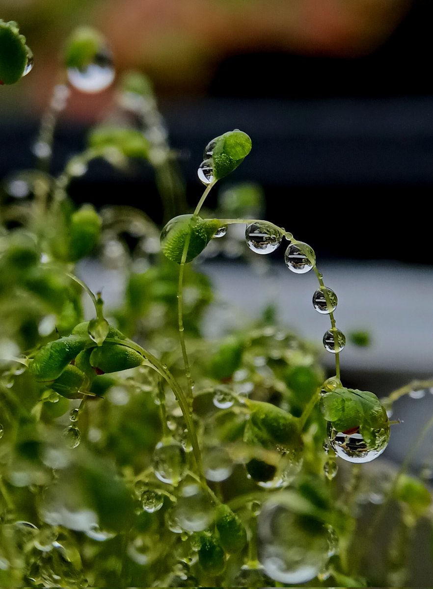 SewellLeigh's tweet image. All eyes on the rain today 👀🤩

#saturdaymorning #macro #raindrops #autumn #nature #NaturePhotography