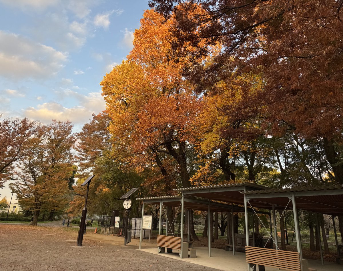 おはようございます🌞
今朝もラジオ体操からスタートです☺️すっかり木々が色づいてまして、先日まで半袖を着てやっていたのが、嘘のようです🍂
秋空の下で今日も杉並区では多くのイベントが開催されます☺️どうぞお気軽にお声がけください🎵