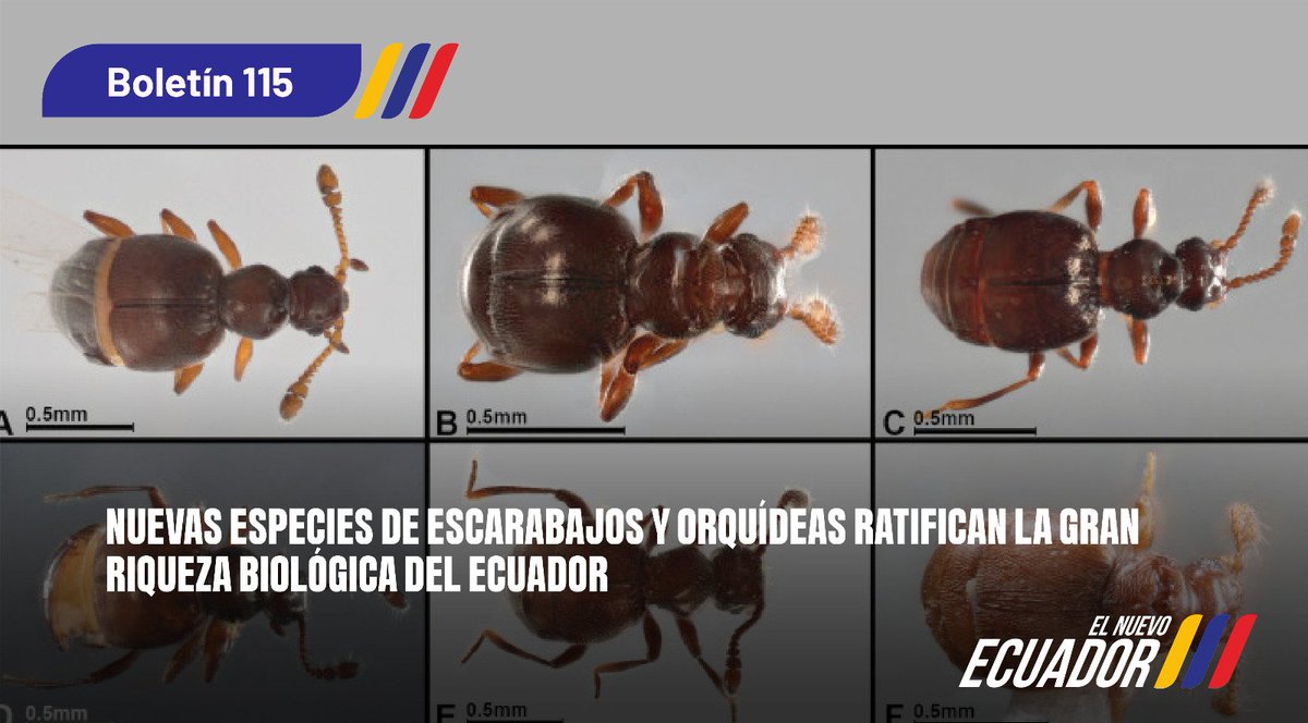 🔸[BOLETÍN DE PRENSA]

👉Cuatro nuevos estudios científicos, uno en orquídeas y el resto en escarabajos, revelan descubrimientos clave sobre la biodiversidad del Ecuador, país reconocido como uno de los más diversos del planeta.

🔹Más▶️ acortar.link/hUTuap 

#ElNuevoEcuador