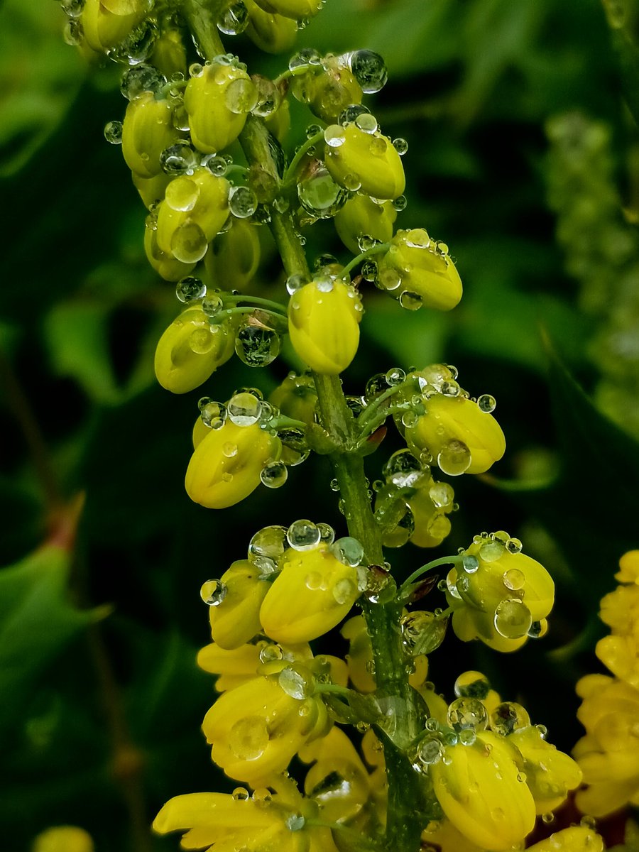 SewellLeigh's tweet image. What's going on sphere ? 👀😁

Water catching Mahonia 🤩

#saturdaymorning #raindrops #nature #macro #NaturePhotography #NatureLovers