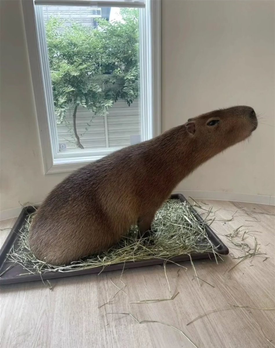 Capybara tweet media