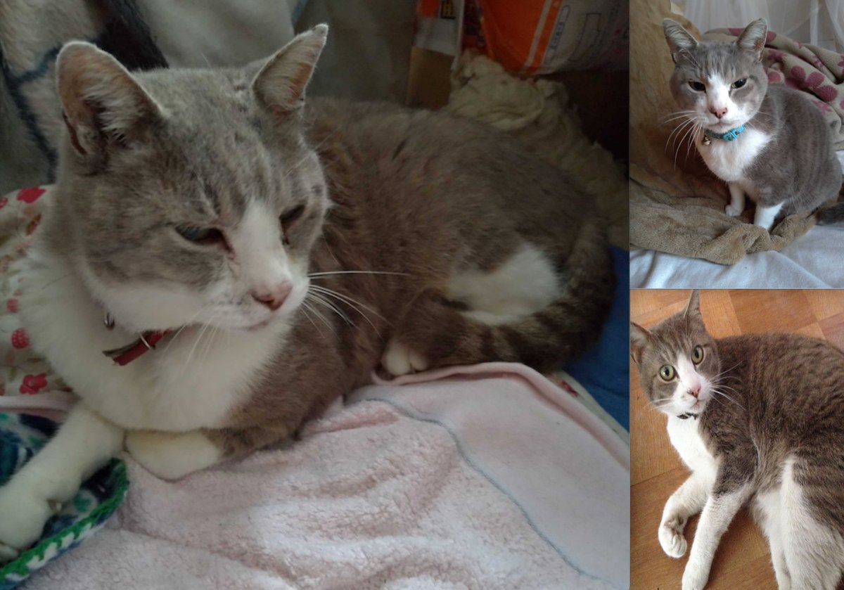 yokomichi_a's tweet image. 未だ保護至らず行方不明のレオを探してます レオを見失って15ヶ月経過してますが諦められません ずっとずっと探してます どんな些細な事でもご存知の事がありましたらどうかお知らせください 宜しくお願いします
#迷い猫 #猫探してます #栃木県大田原市 #大田原市 #栃木県那須塩原市 #那須塩原市 #レオ