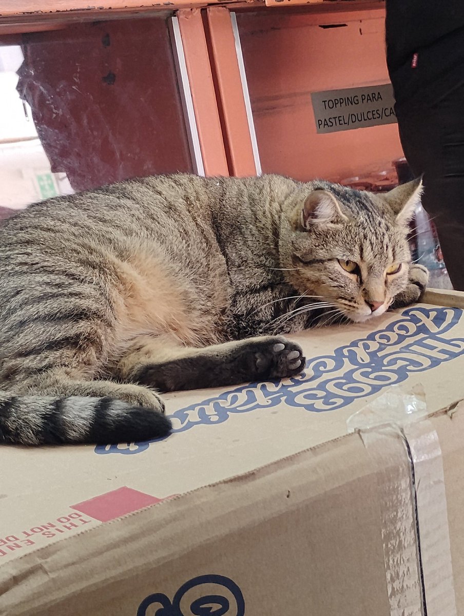 Tengo sueño jajajaja -w-  (foto de un gatote  que vi)