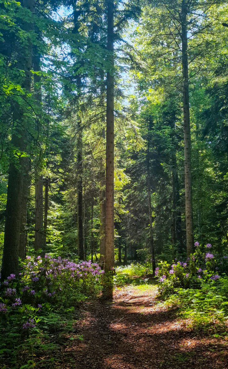 Ağaçlar, Hayatı Temizler 💚
Ağaçlar atmosferdeki kötü kötü ile amonyak, nitrojen dioksit, sülfür dioksit, ozon gibi havayı kirleten gazları emer,; kabuk ve yapraklarıyla havadaki partikülleri filtreler.
#OrmanHayattır #OrmanCandır #YeşilVatanSeferberliği #GelecegeNefes
