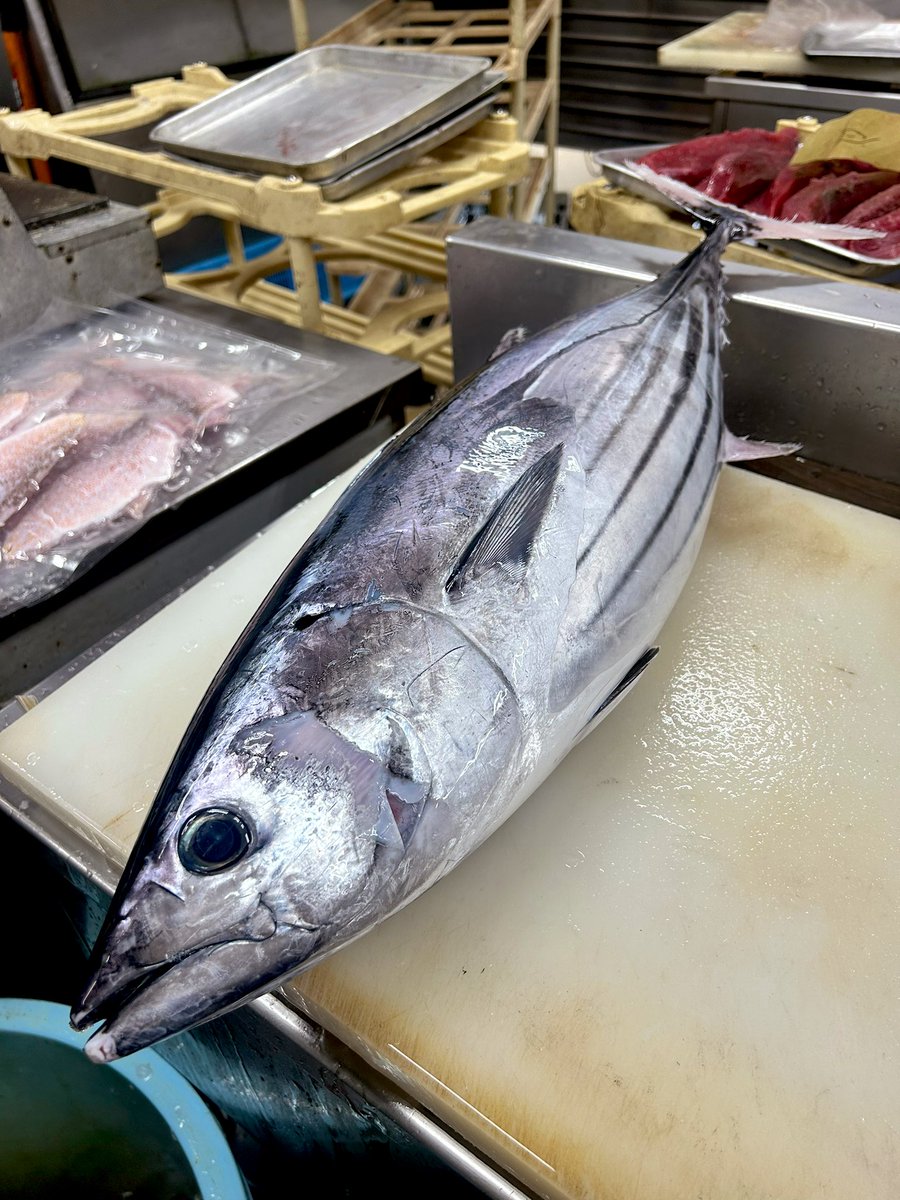 katuo2go's tweet image. 日曜日ですが丸正さんから新口を仕入れてます。