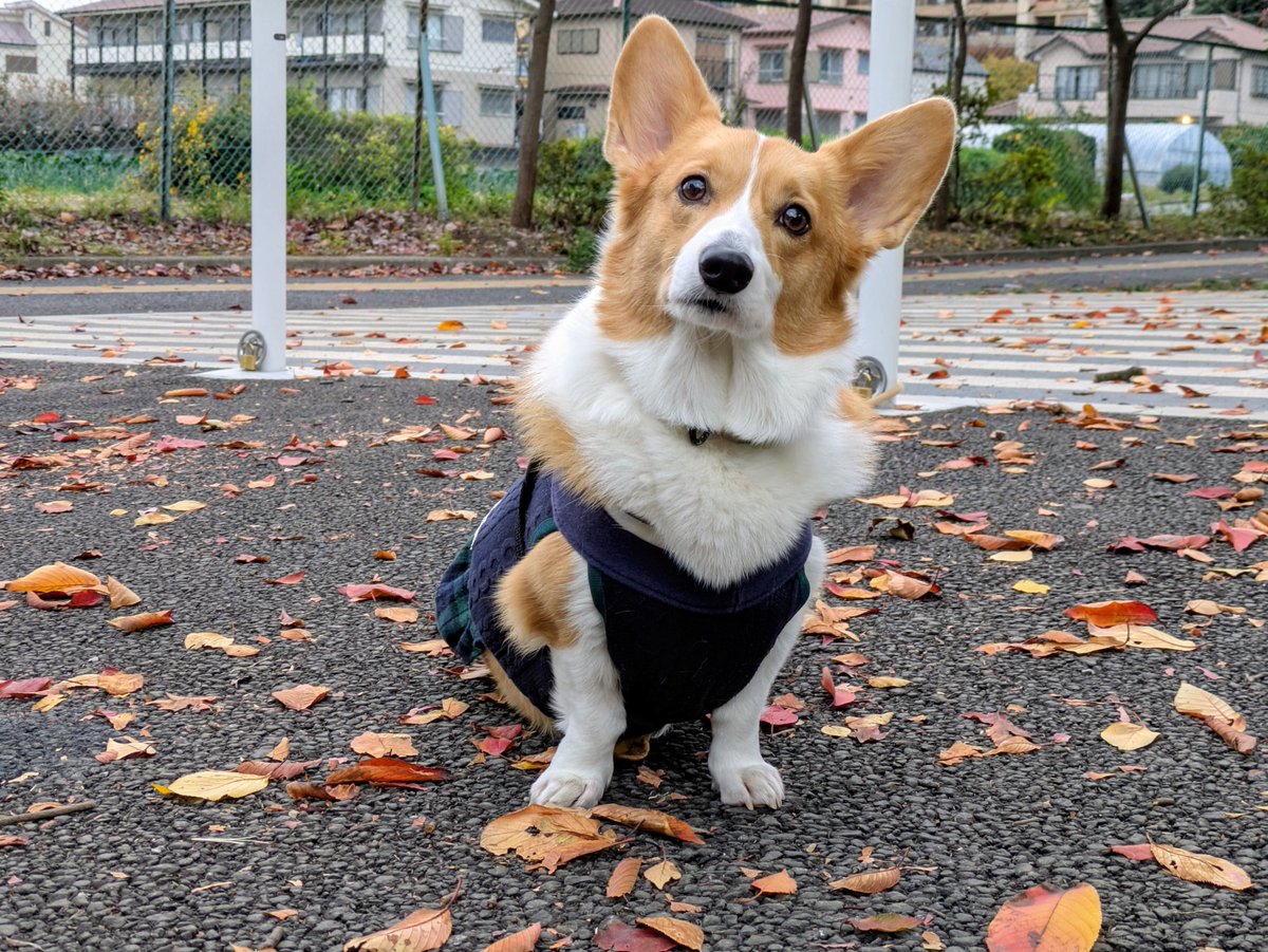 サブ垢のフォロワーさん！
おはようございます🩷
全然更新してなくてすいません(;_;)
最新のこまちゃんアップします❤️