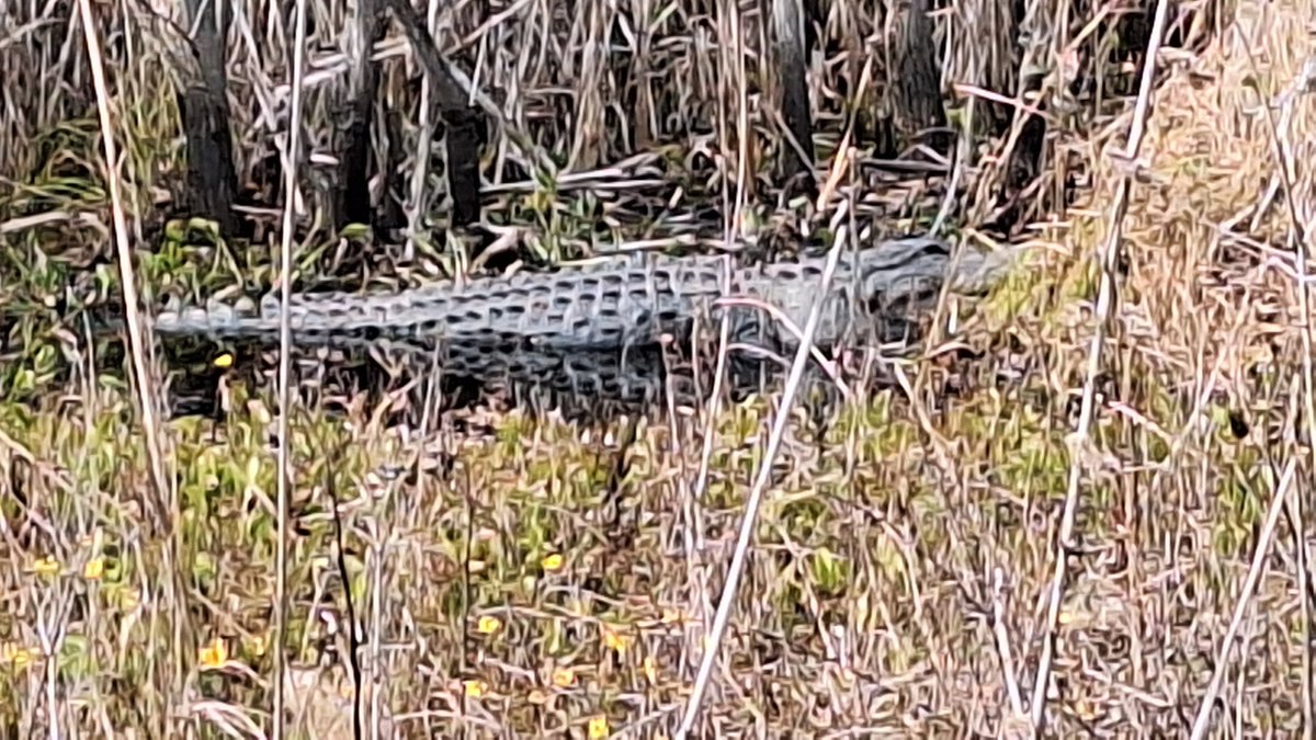 Alligators were out in the Wildlife Refuge today!