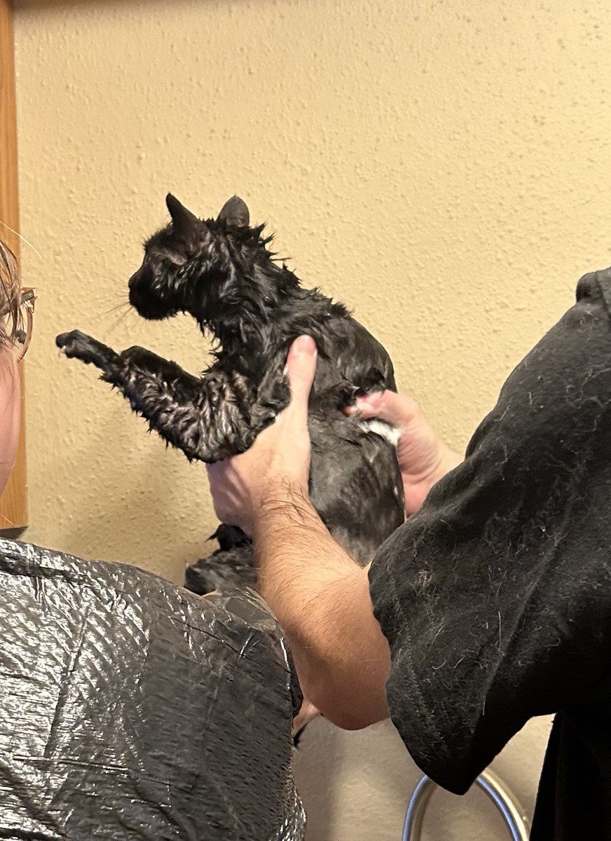 likely no streams until monday-tuesday.
uhhh… outdoor cat got out of her flea collar and brought us the gift of indoor fleas and my roommates and i are now taking care of that. :’)
here’s a picture of one of our cats acting like a dinosaur after a flea bath 😭😂