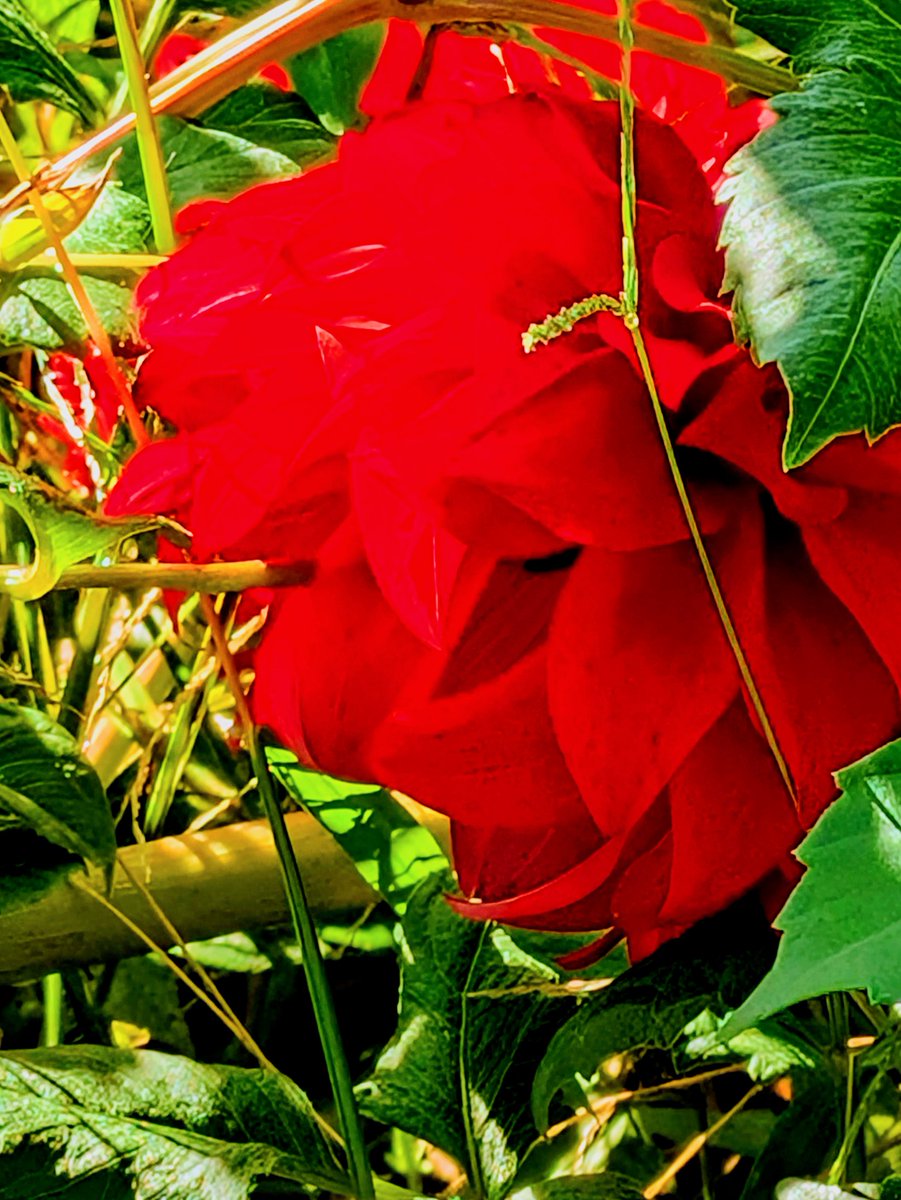 11月16日日曜日
おはよ(*ˊᗜˋ*)/♡今日もよろしくお願いします🙇‍♀️真っ赤な  #ダリアの花 横向きも綺麗✨ですね