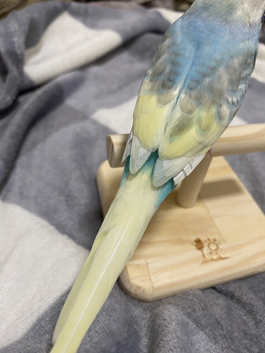 るい。 tweet media