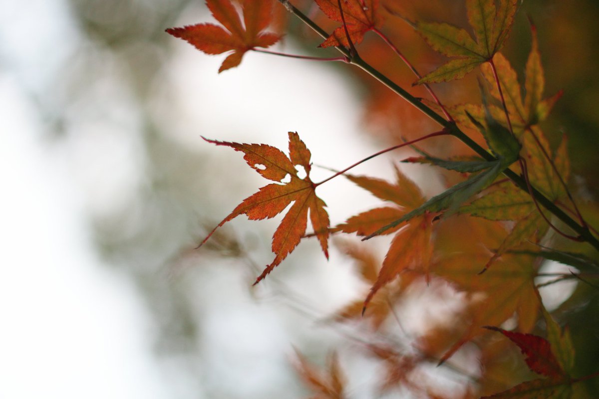 isoda2278's tweet photo. FD50mm F1.4 S.S.C.で撮ったから見てね。
#ファインダー越しの私の世界
#FD50mmF1.4S.S.C.
#オールドレンズ
#eosm2 https://t.co/mTtmp5kyn5