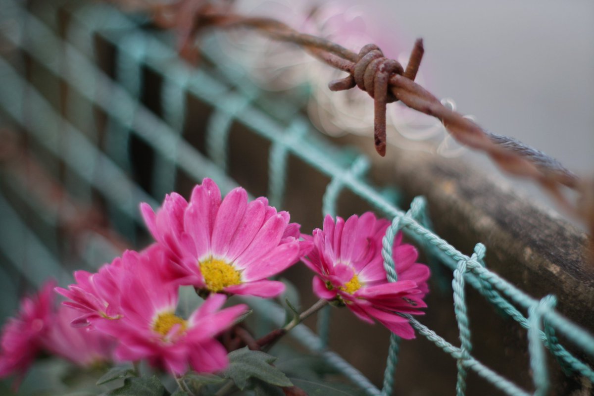 isoda2278's tweet photo. FD50mm F1.4 S.S.C.で撮ったから見てね。
#ファインダー越しの私の世界
#FD50mmF1.4S.S.C.
#オールドレンズ
#eosm2 https://t.co/mTtmp5kyn5