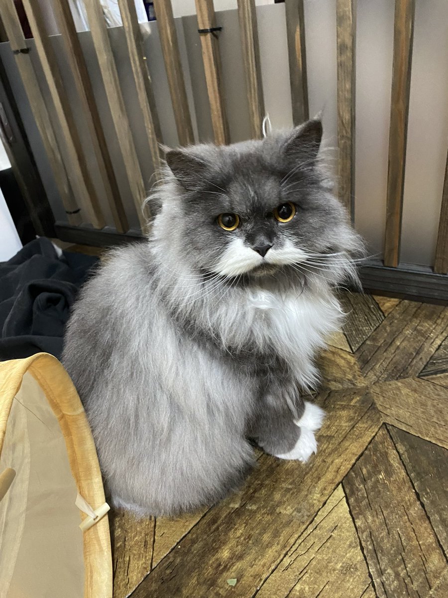 sudakuma79's tweet photo. うちの猫とあまりにも色違いすぎる https://t.co/u30YntiJtY