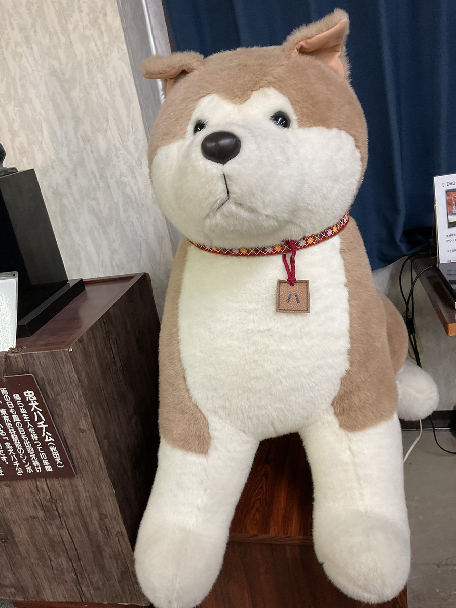 Good morning,Hachi #ハチ公 #秋田犬 #woonsocket #大館 #渋谷