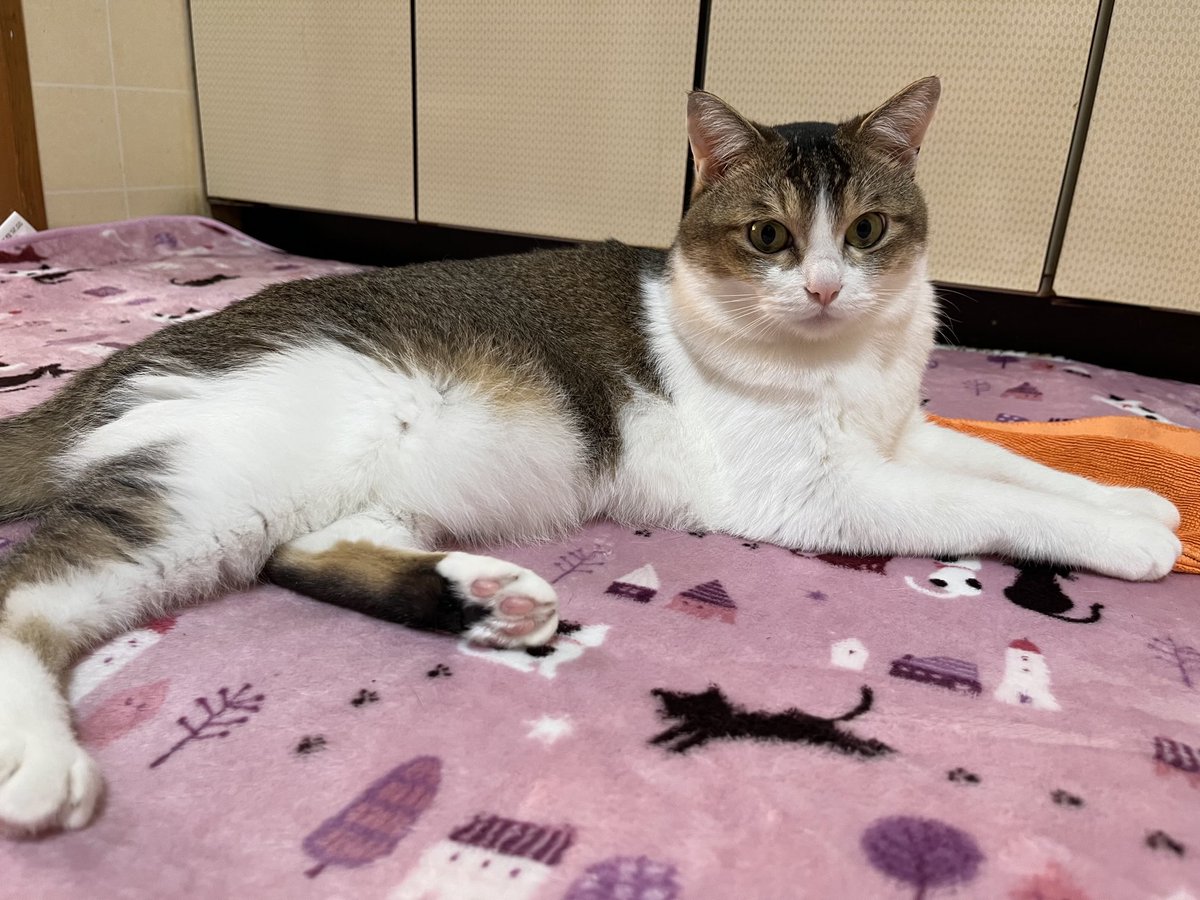 さあ、何して遊ぼうか？
日曜日、月曜日連休㊗️㊗️に
なりました🉐🉐
嬉しい☺️
りきちゃん🥰そらちゃん🥰
いっぱい遊べるよー👍👍👍