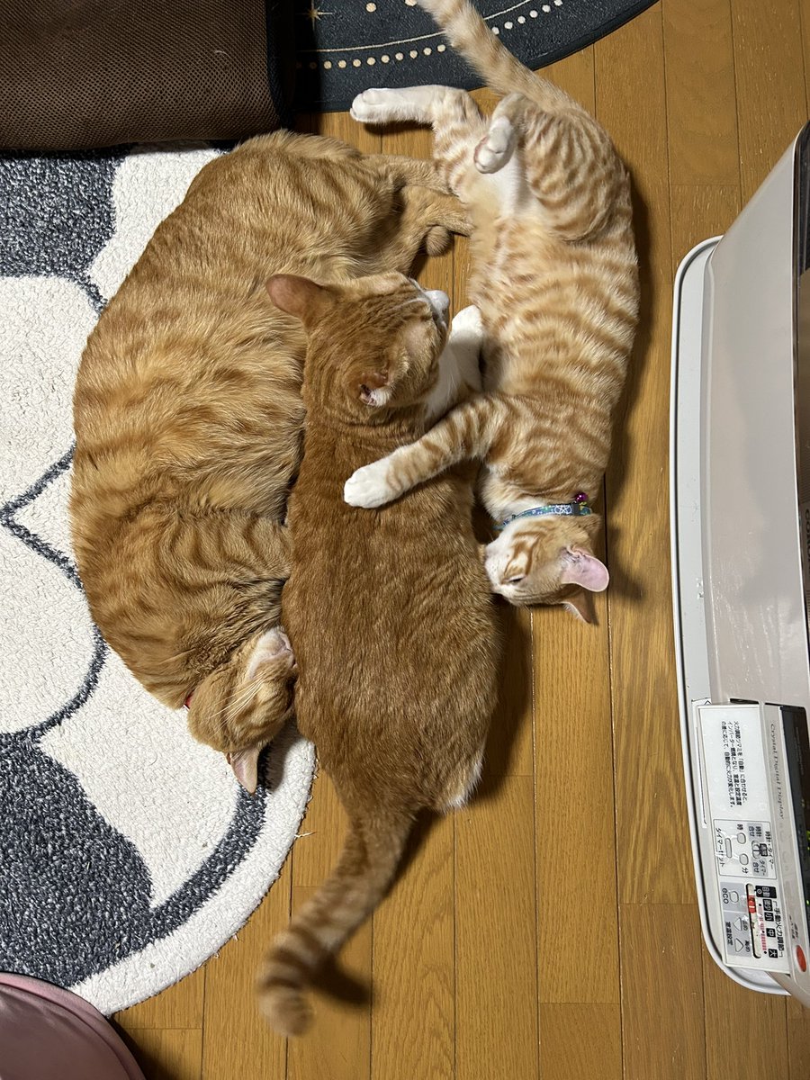 Post by ヨネ母ちゃんとゆかいな7ニャンズ on X: 茶色🤎