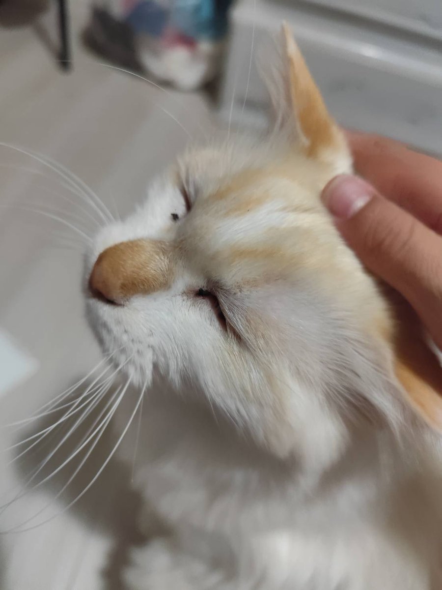 🇸🇪FGK🇸🇪C107(水) 西2け47b (@XJ6FgkABS) / Posts / X