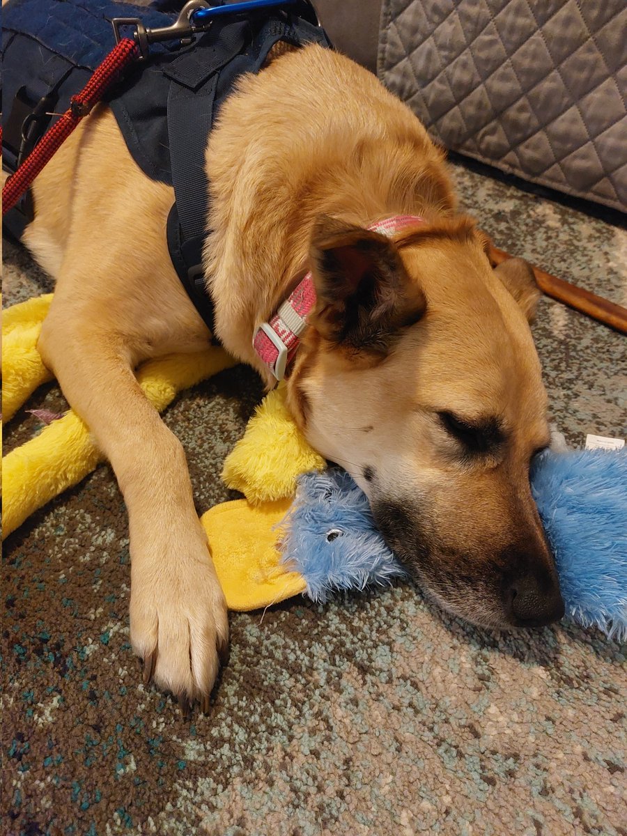 (Been fundraising to help my elderly mom cover heartworm treatment for her rescue dog, Belly. Yes, she named her after the MC from The Summer I Turned Pretty .... any shares/help appreciated. She has her second/third shots next week 🧡)

 gofund.me/e1d38bc27