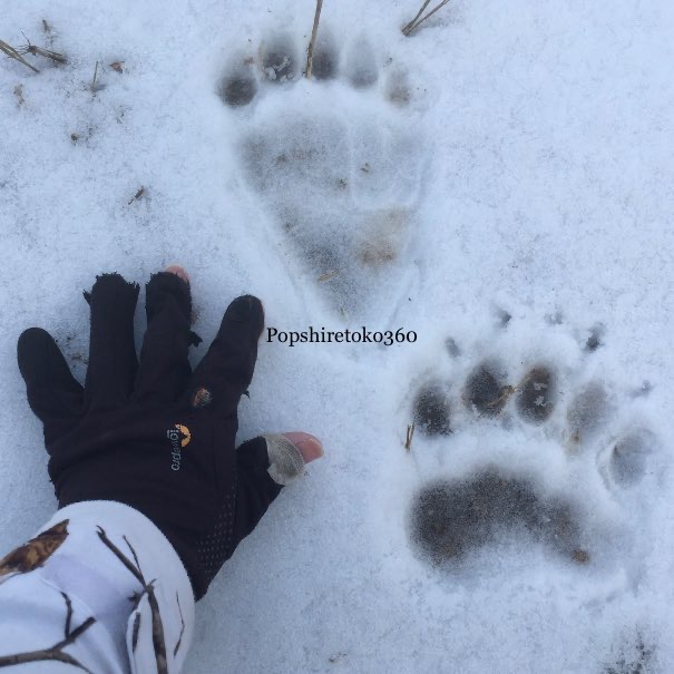 くま太様　おまとめ希望　2点 Amazon.co.jp: 体操大好き おしゃべりクマのひなたちゃん 2708 002