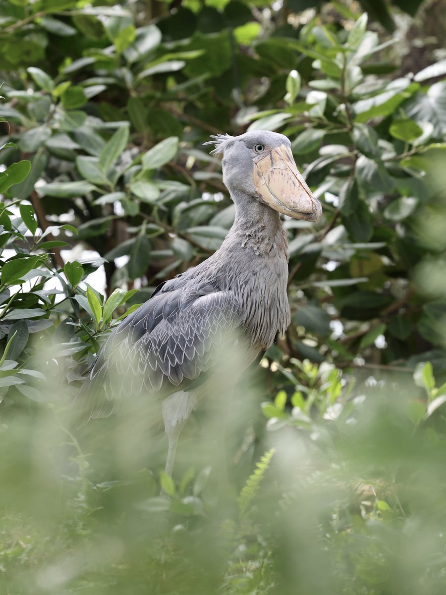 緑の隙間から♡ （撮影：2025年11月） #ハシビロコウ #神戸どうぶつ王国