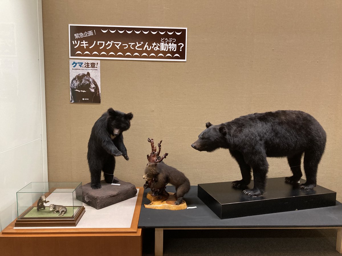 トピック展開催中】「緊急企画！ ツキノワグマってどんな動物？」 今年