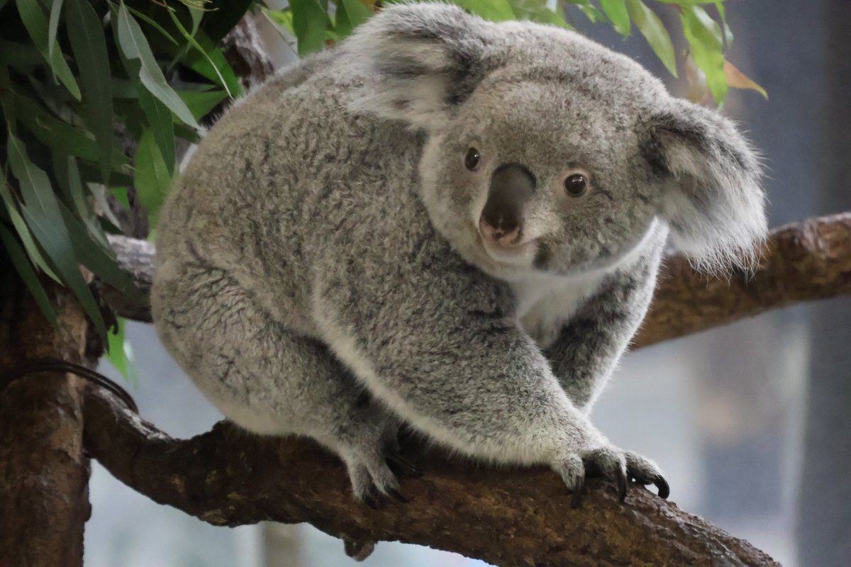 あずちゃんでおはようございます🐨 251110📷 #多摩動物公園 #コアラ
