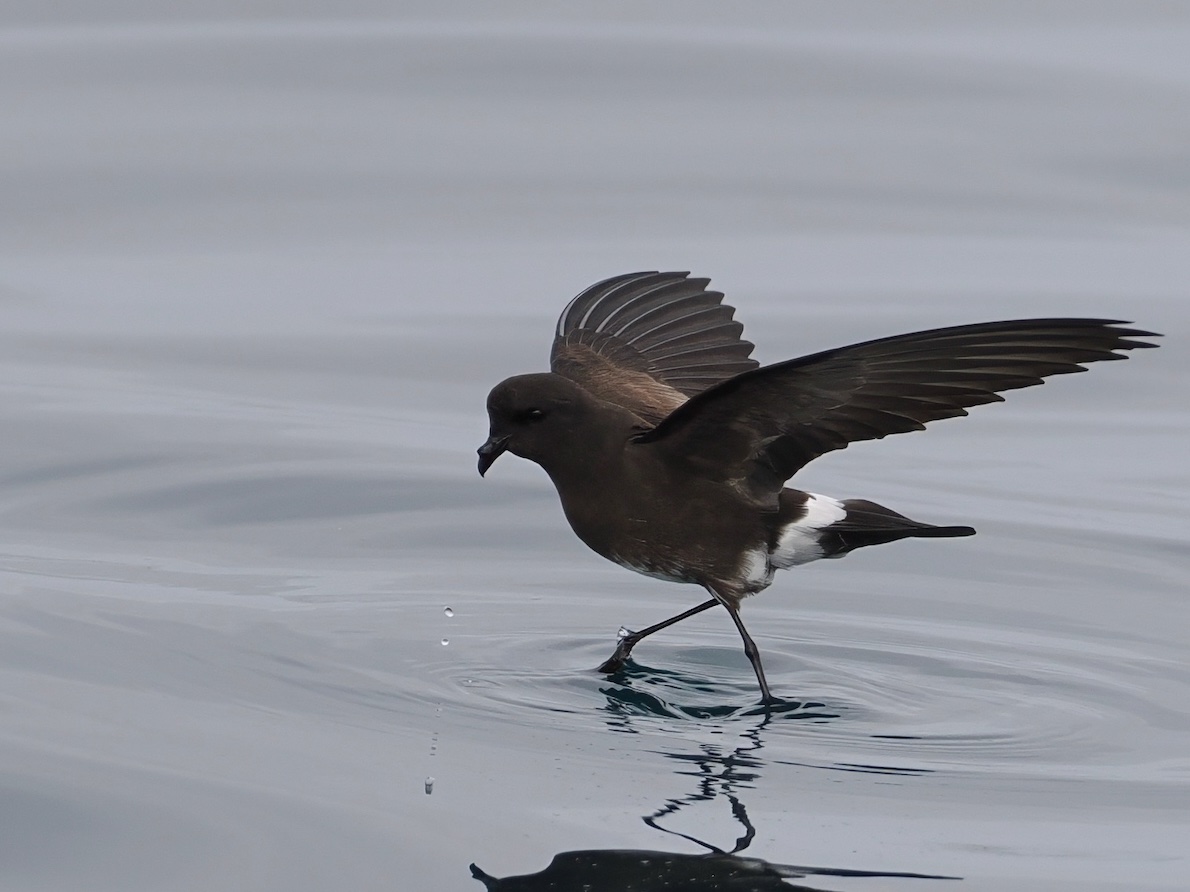 Enjoyable albeit slightly disappointing pelagic off Iquique this morning. Finally caught up with Peruvian Diving-Petrel, but the highlight were the 200 or so Elliot's Storm-petrels. Only a very brief Markham's and no hoped for Ringed stormies.