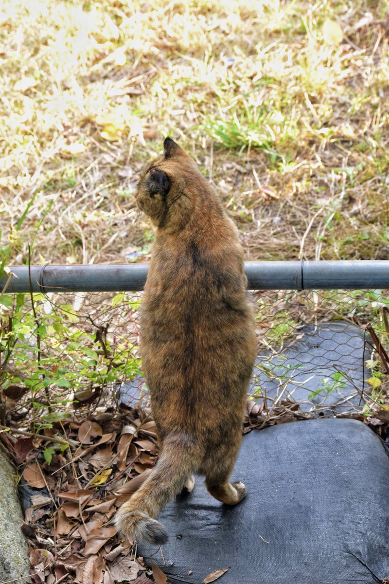 タッチしてるゴンちゃん

#猫 #野良猫 #一眼レフ #nikon #猫好きな人と繋がりたい #ファインダー越しの私の世界 #キリトリセカイ #photography