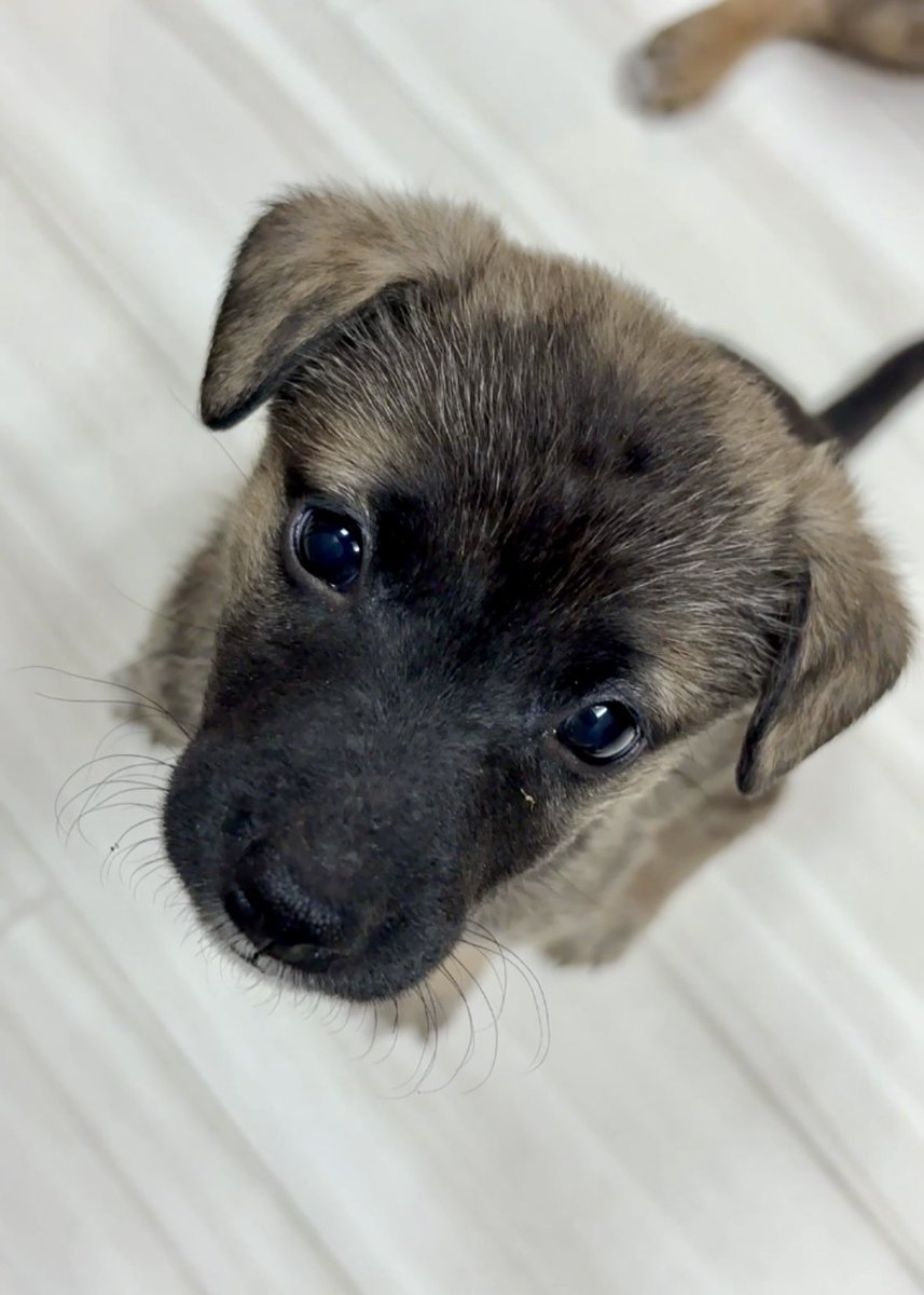 norainu_hureai's tweet image. 🎊里親決定①🎊

グレー色の唯一の男の子🩷
はるばる九州から愛知までやって来ましたが、ついに幸せを掴みました🎊

3人のお子様とお婆ちゃんとの3世代で暮らす素敵なファミリー🌸

もちろんお留守番時間もゼロ❣️広い一軒家をフリーで走り回れる最高の環境🌟

でも女の子達2匹は応募ゼロ😢