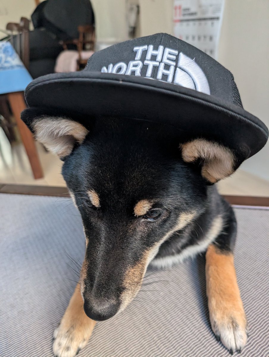 もなかの散歩に行ったら首輪が外れてめっちゃ焦った💦💦
数十メートルくらい走っただけで止まってくれて良かった…