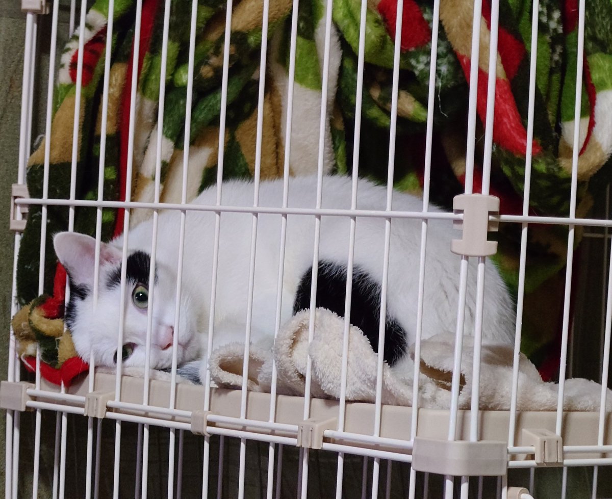 おはようございますꉂ🦔☀
気づけば寝てたーまったり起床( '-'  )( '꒳' )( ˙꒳​˙  )
少し出かけてゆっくりしよう✨

今日もよろしくお願いします🐈🐾