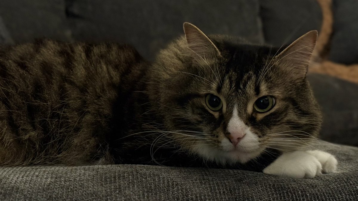 Met*lcore Cl*wnboy tweet media