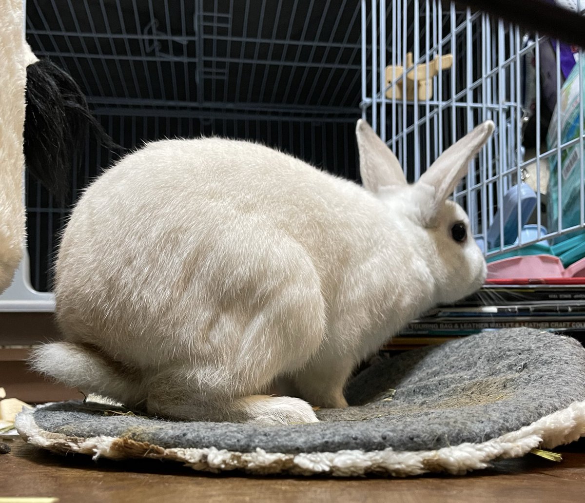 Oxql5c0's tweet image. おはようございます😊
晴れ☀️
暖かくお過ごしください

部屋んぽするしろ🐇
まさじぃは寝てますよ🐰💤