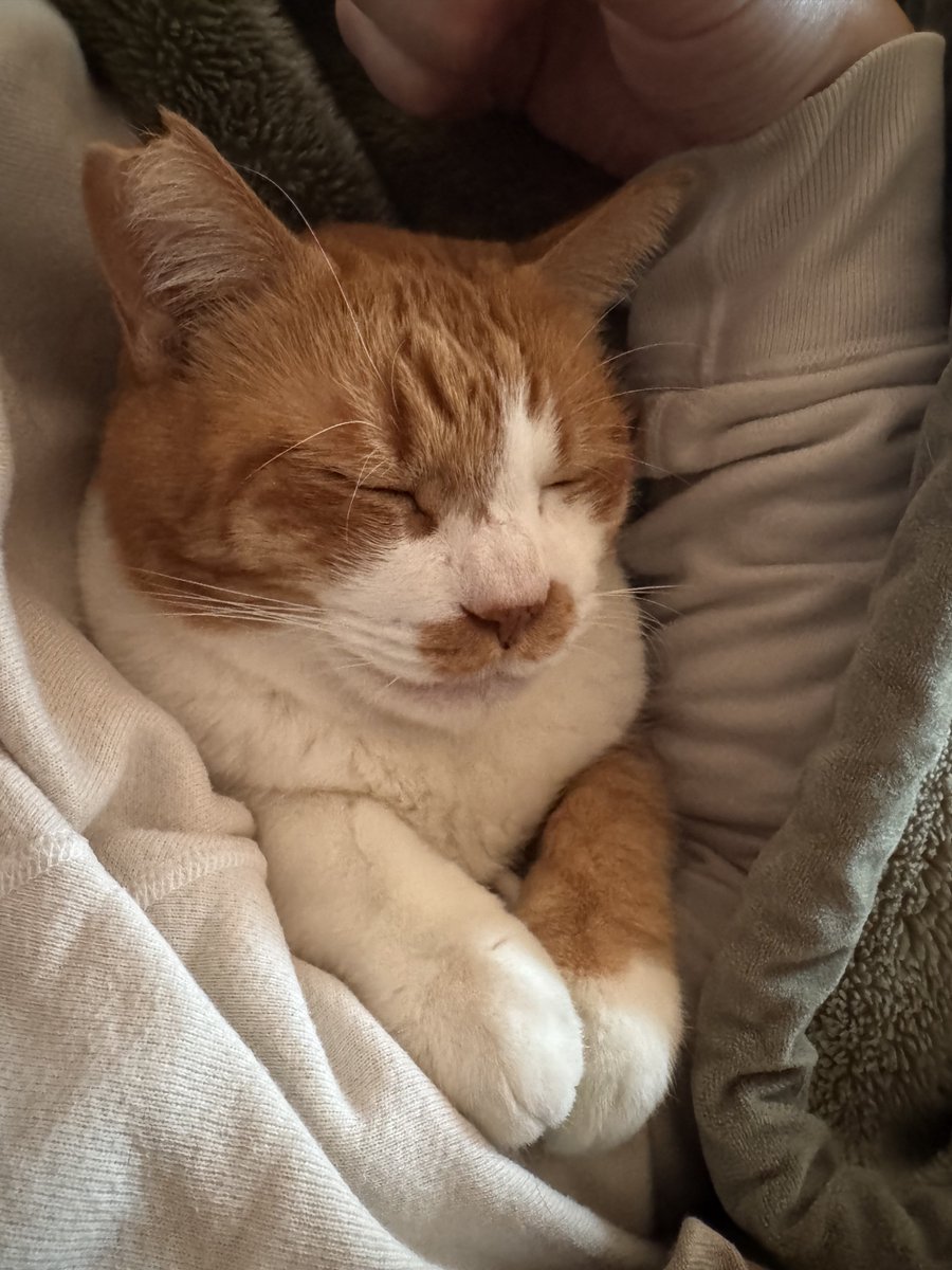 ぶっち (@cci_bu9244) / Posts / X