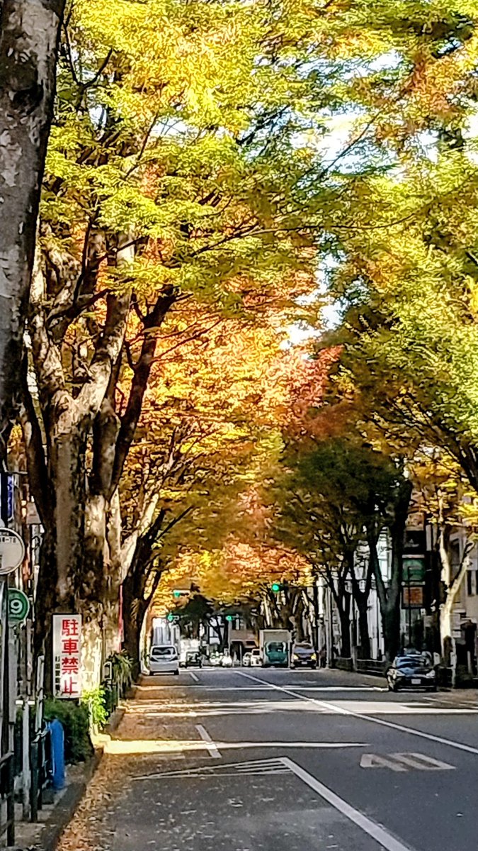 Fresco_Espresso's tweet image. 今日も暖かくてお出掛け日和ですね。中杉通りのけやきもだいぶ色付きました。
限定のアフォガートは折り返しました。リピーターのお客さんも増えて嬉しいです♪
気になる方は是非☺️