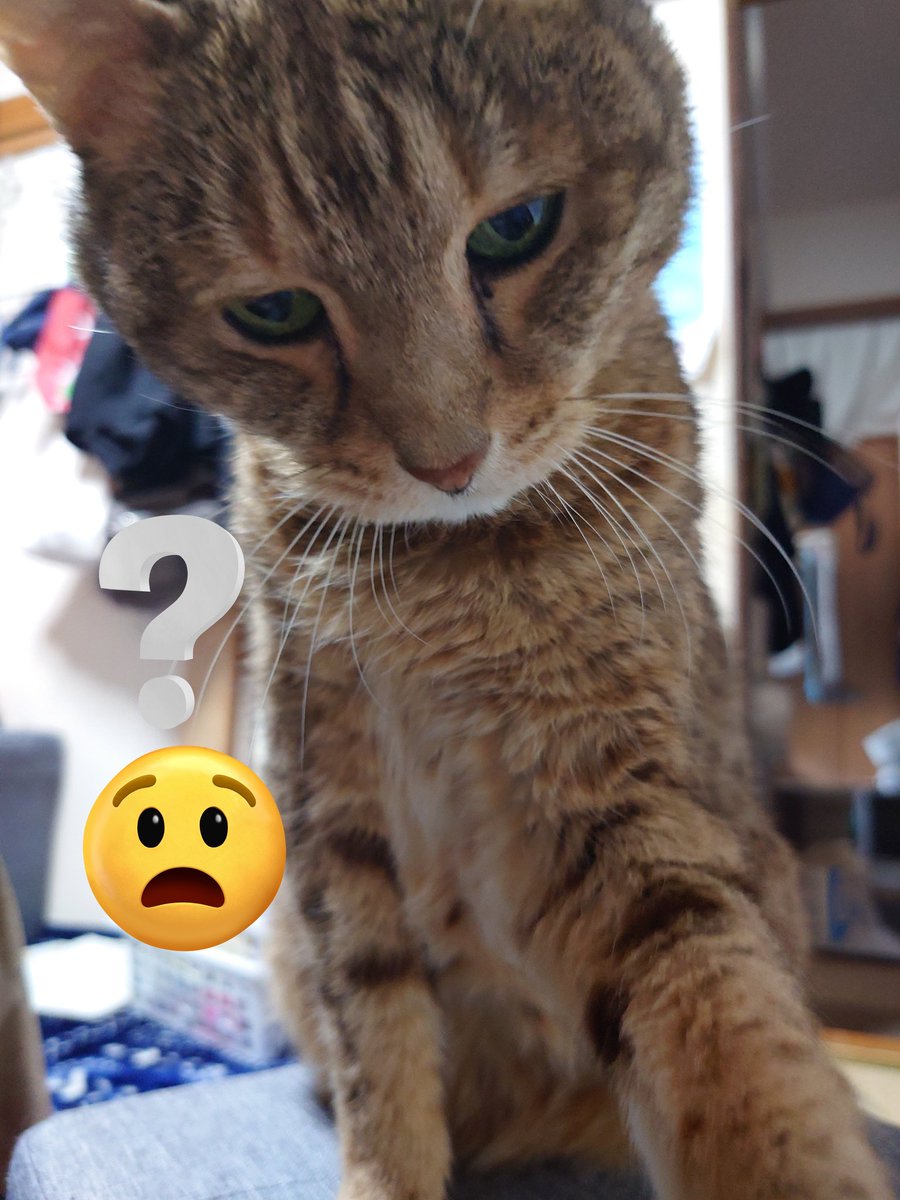 ΦωΦ)＜ねえちょっと。ﾁｮｲﾁｮｲ (ΦωΦ)＜ちょっとってば。ﾍﾟｼｯ (ΦωΦ