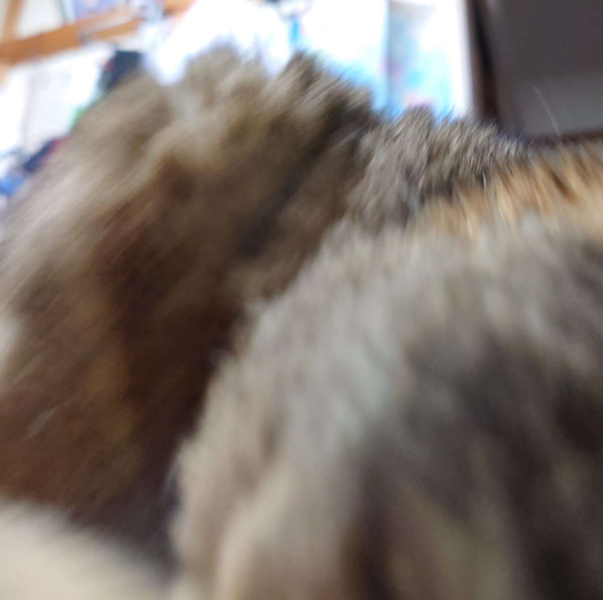 ΦωΦ)＜ねえちょっと。ﾁｮｲﾁｮｲ (ΦωΦ)＜ちょっとってば。ﾍﾟｼｯ (ΦωΦ