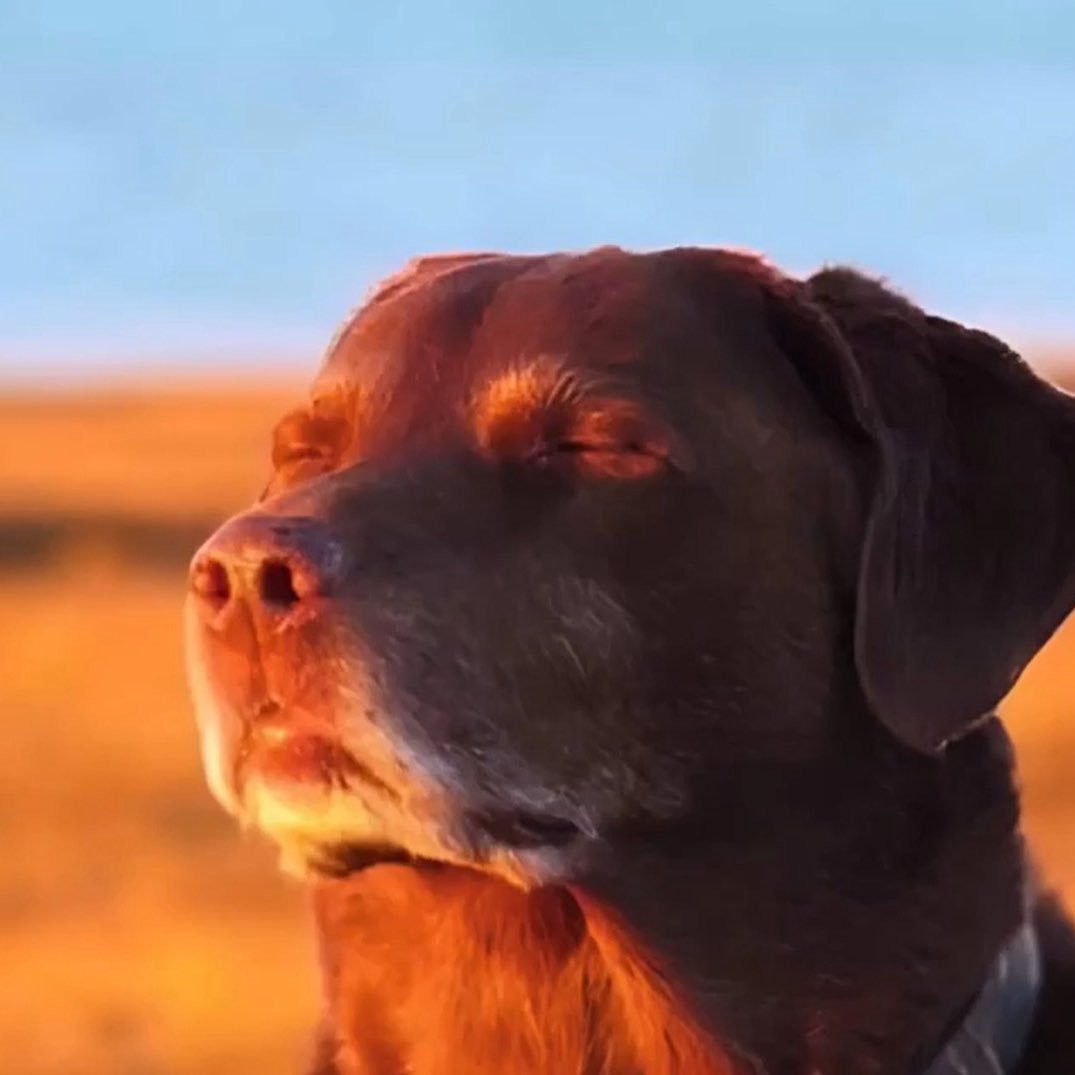 🃏 recreating the dog meme

#VantaHours