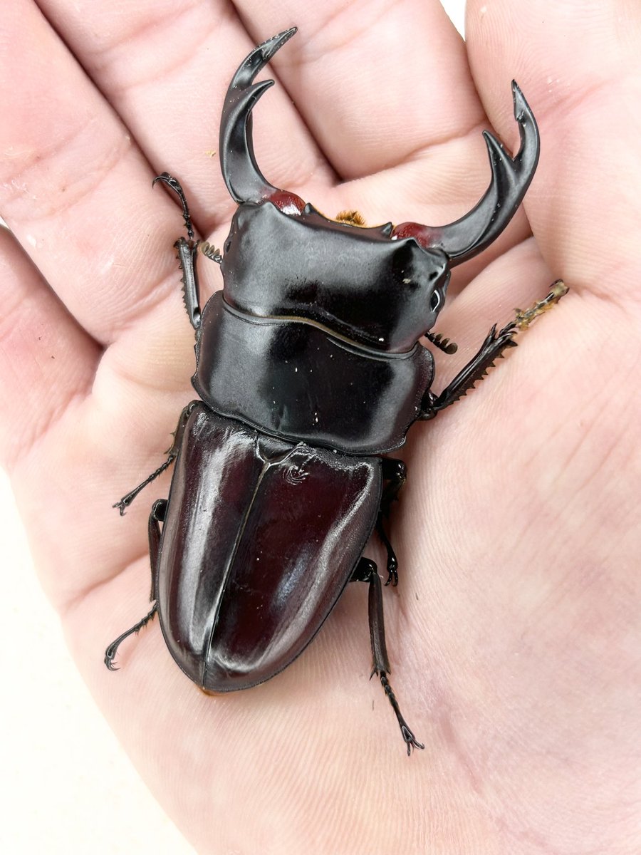 菅原昆虫店 (@insectsugawara) / Posts and Replies / X