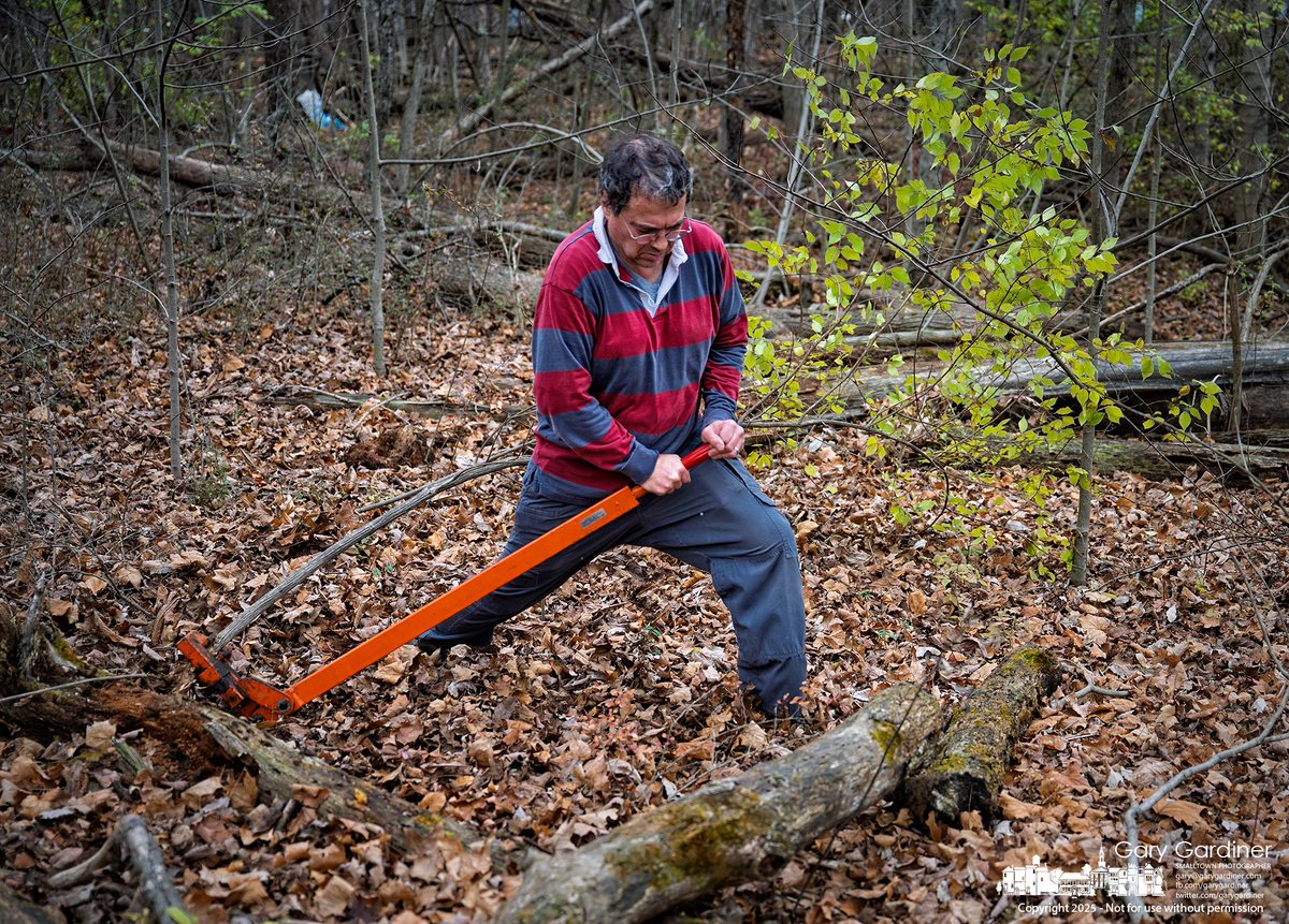 A volunteer leans into a root puller while clearing invasive honeysuckle along the path from Annehurst Elementary in Sharon Woods Metro Park. My Finkal Photo for November 15, 2025. rebrand.ly/mfp111525