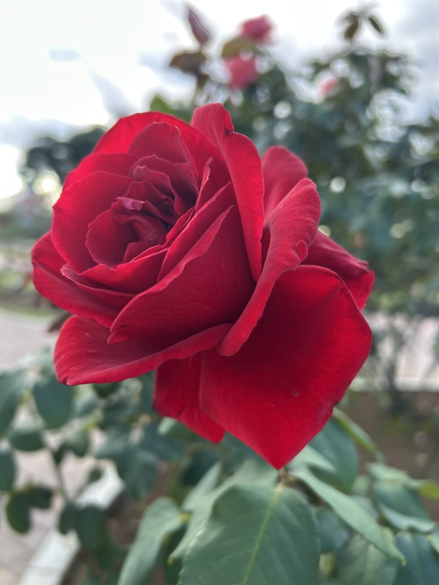 シンプルに美しい
お気に入り
真っ赤な秋薔薇
〜花言葉〜
貴方を愛しています♥️

優しい時間を
お過ごしくださいね

本日も笑顔で優しく
宜しくお願いいたします