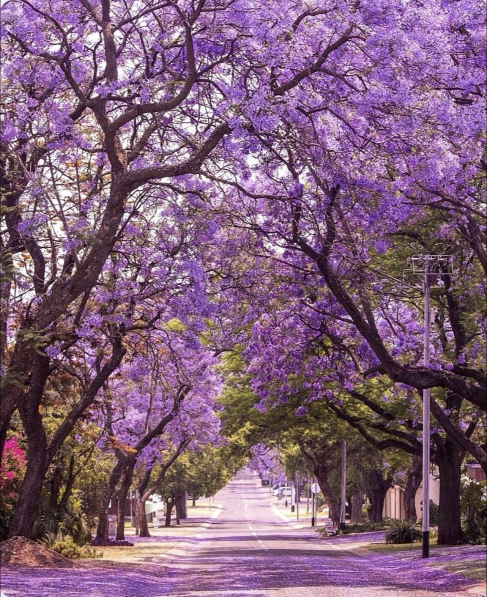 La Argentina se tiñió de violeta. 💜💜💜💜💜💜💜💜💜💜💜💜💜💜💜💜💜💜💜💜💜💜💜 <a href="/JMilei/">Javier Milei</a>